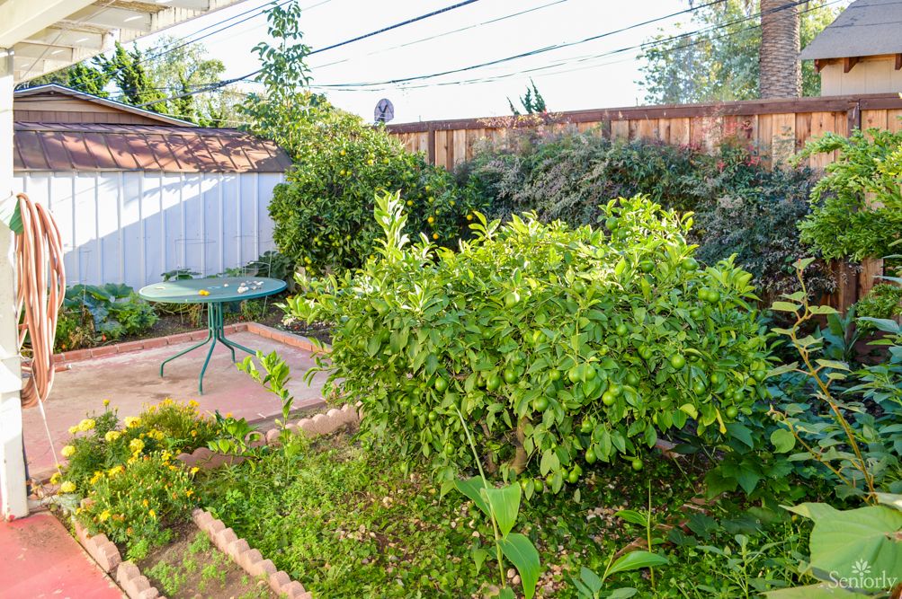 A lush backyard garden with a small table and abundant greenery.