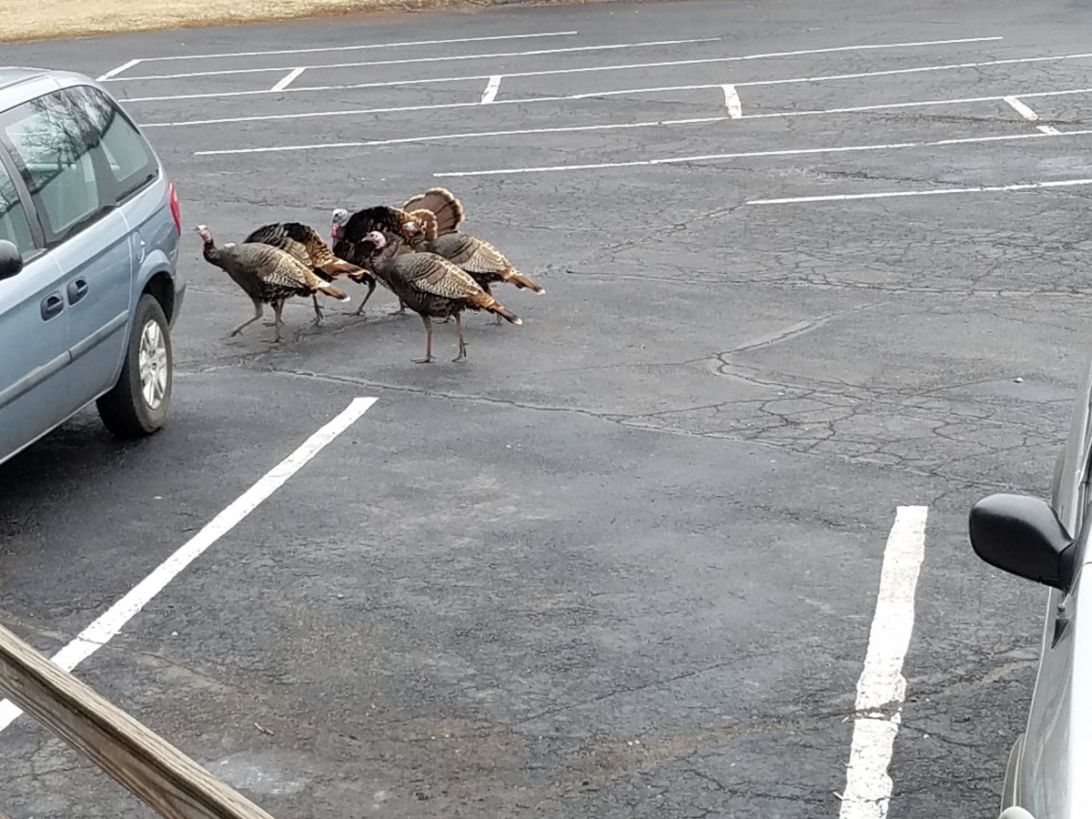 A group of turkeys gathers in a parking lot.