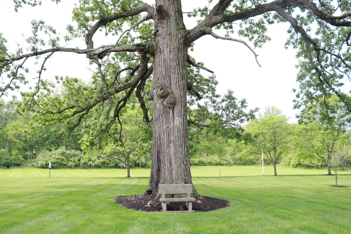 A large, majestic tree with a wooden bench underneath, situated in a lush green park.