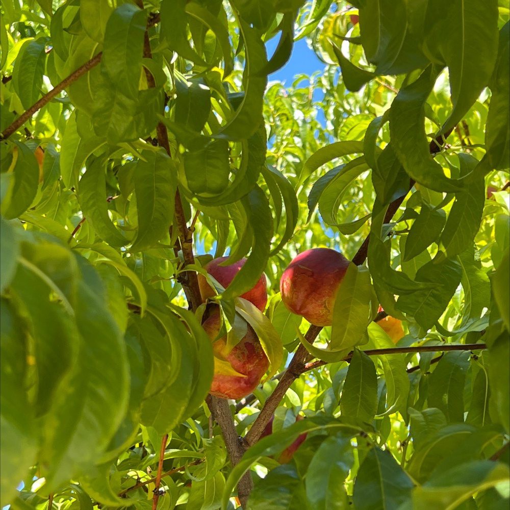 Ripe peaches hidden among lush green leaves on a sunny day.