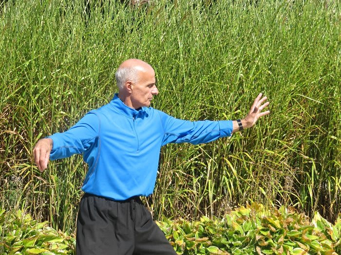 A person practicing tai chi outdoors surrounded by tall grass.