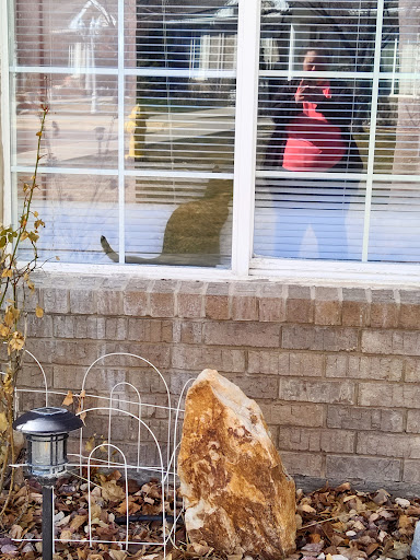 A curious cat observes the outside world from a window, while its reflection is visible in the glass.