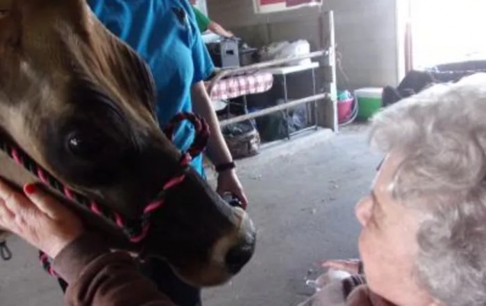 A person interacts with a horse indoors.