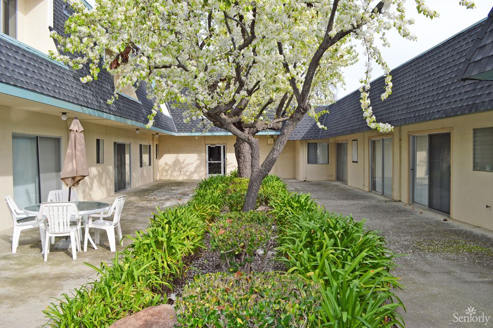 A peaceful courtyard featuring a blossoming tree surrounded by greenery.