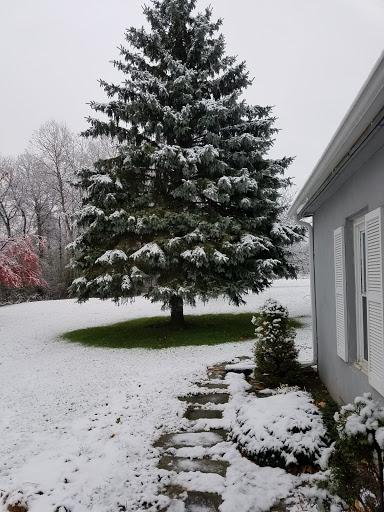 A serene winter scene with a snow-covered tree beside a house.