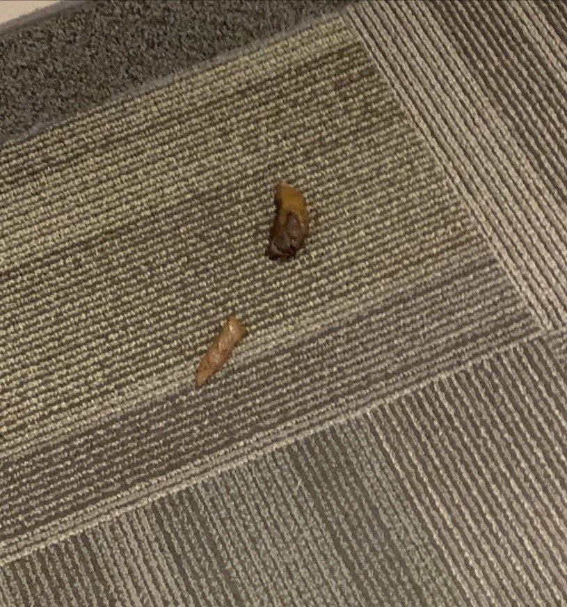 A moth resting on a patterned carpeted floor.
