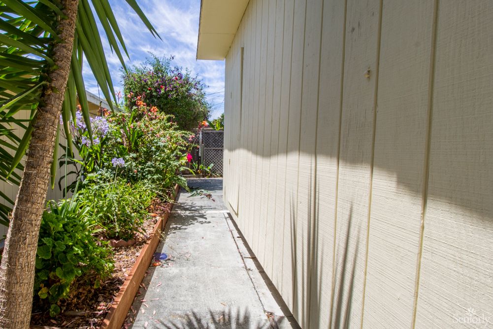 A sunny day in a garden with a sidewalk next to a house.
