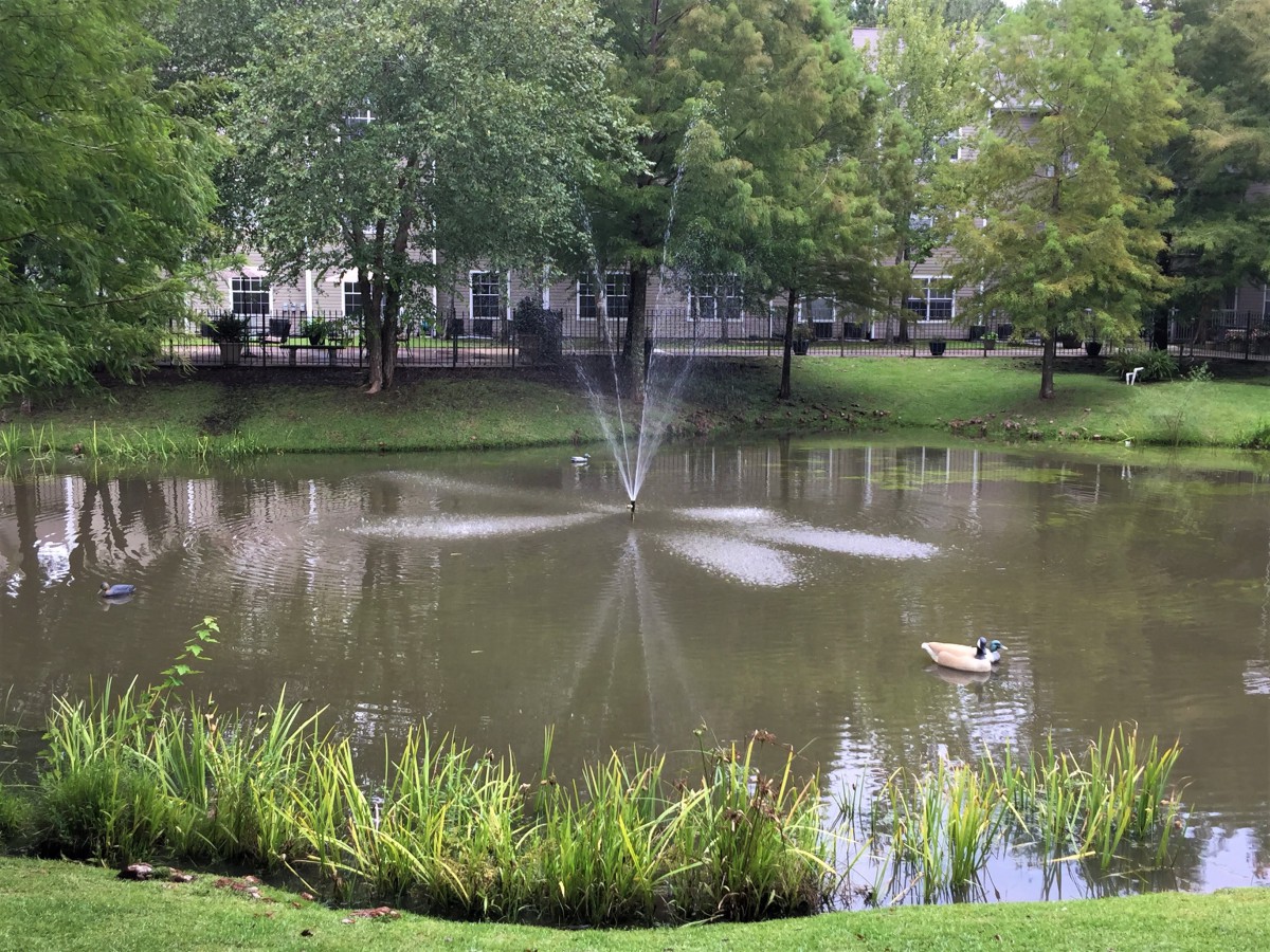 A serene pond in a park with a central fountain and lush greenery.
