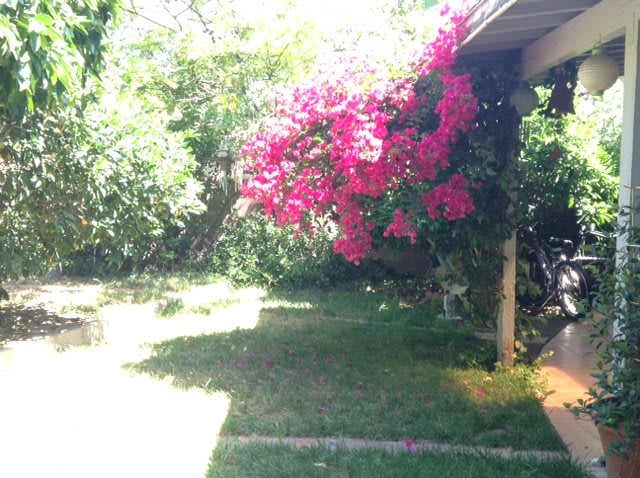A garden scene with vibrant pink bougainvillea in full bloom under the sunlight.
