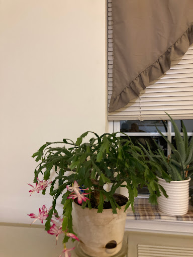 A cozy indoor scene featuring blooming plants by the window.