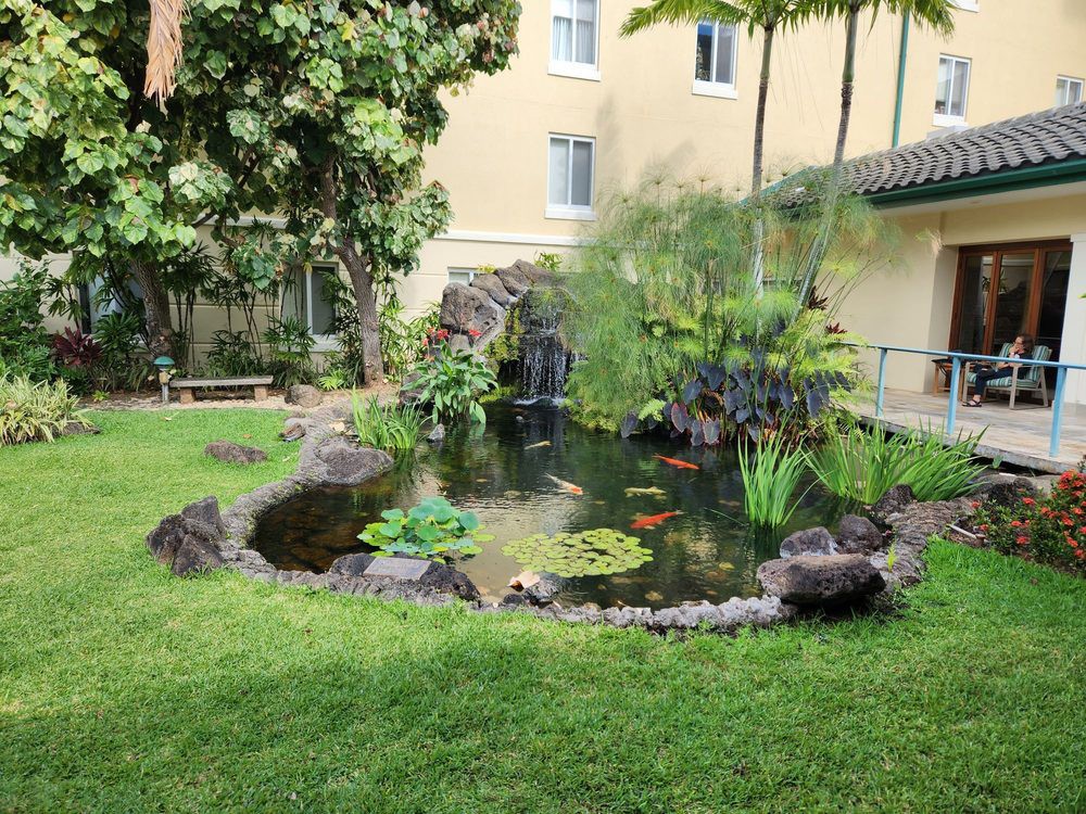 A tranquil garden pond surrounded by lush greenery and rocks.