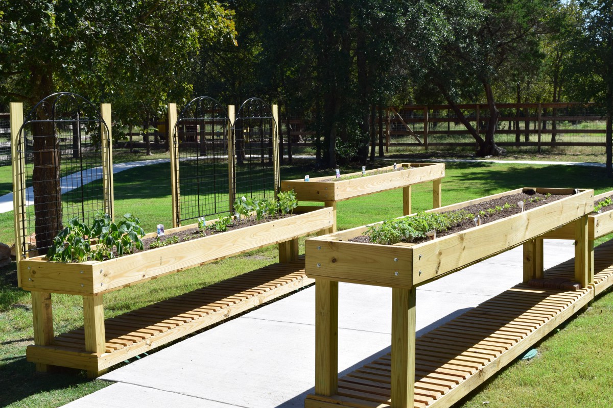 Wooden raised garden beds along a concrete path with young plants growing.