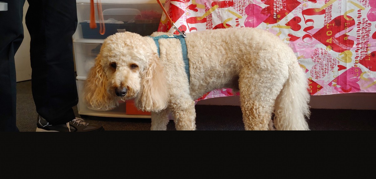 A fluffy dog with a harness stands indoors.