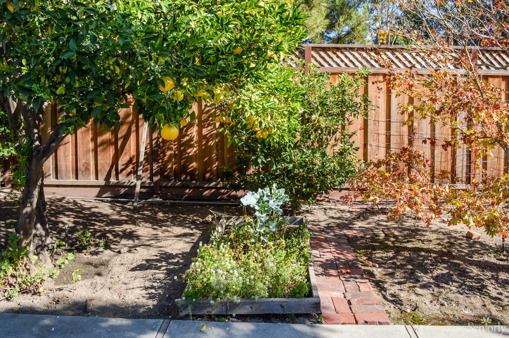 A backyard garden with a wooden fence, featuring trees and a raised planter box.