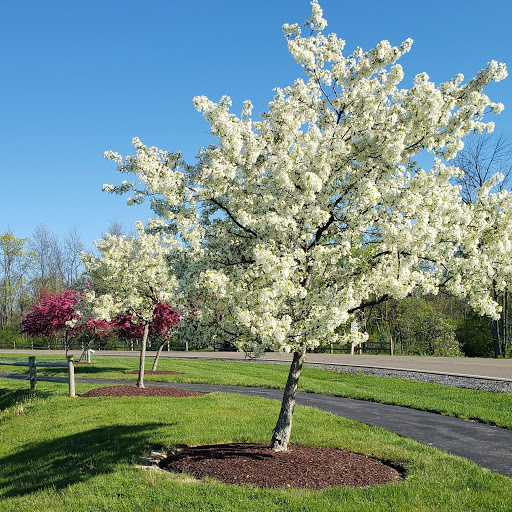 A beautiful flowering tree in full bloom, surrounded by vibrant green grass under a clear blue sky.