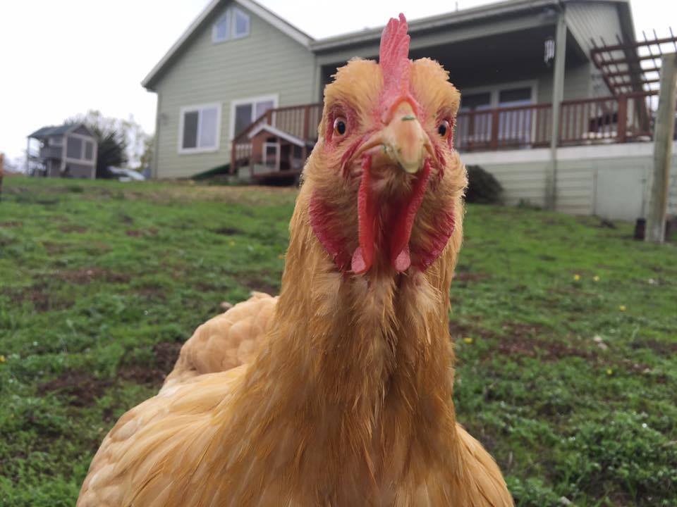 A close-up of a chicken standing in front of a farmhouse.