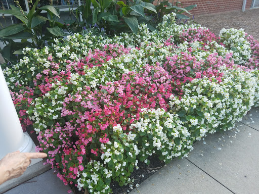 A vibrant display of blooming flowers in a garden, showcasing various shades of pink and white.