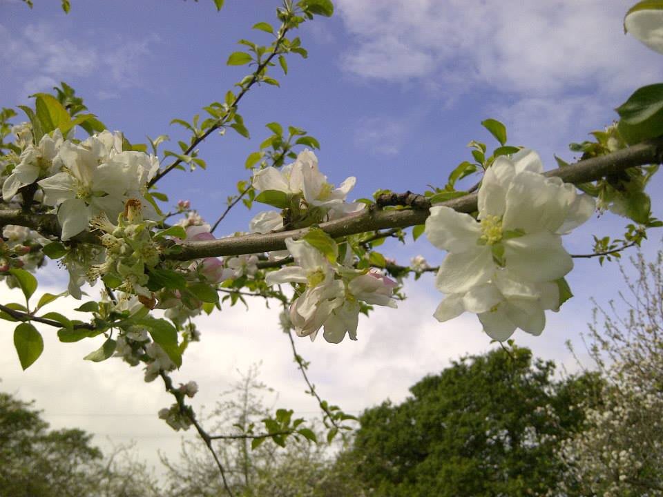 Beautiful blossoms under a clear blue sky.