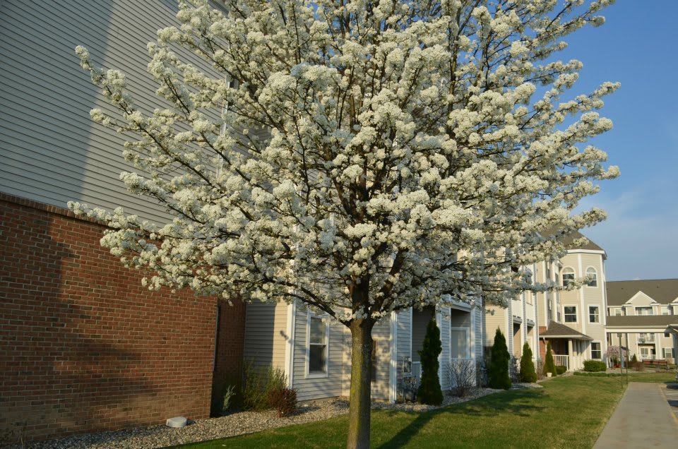 A tree in full bloom with white flowers, marking the arrival of spring.
