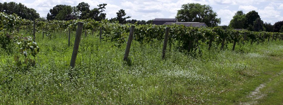 Vineyard Assisted Living