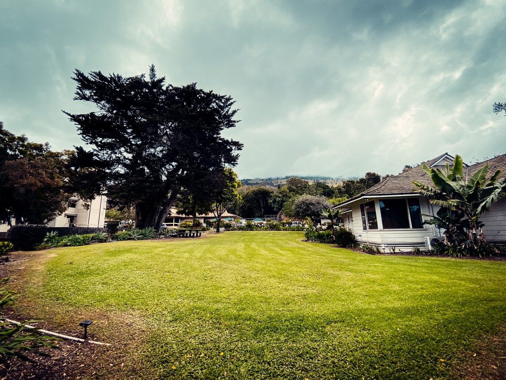 A peaceful suburban yard with a large tree and an overcast sky.