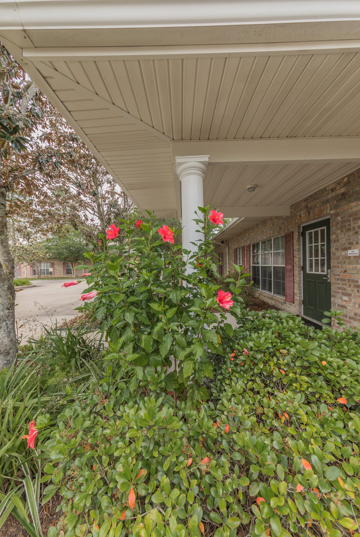 A porch with blooming hibiscus plants and a garden.