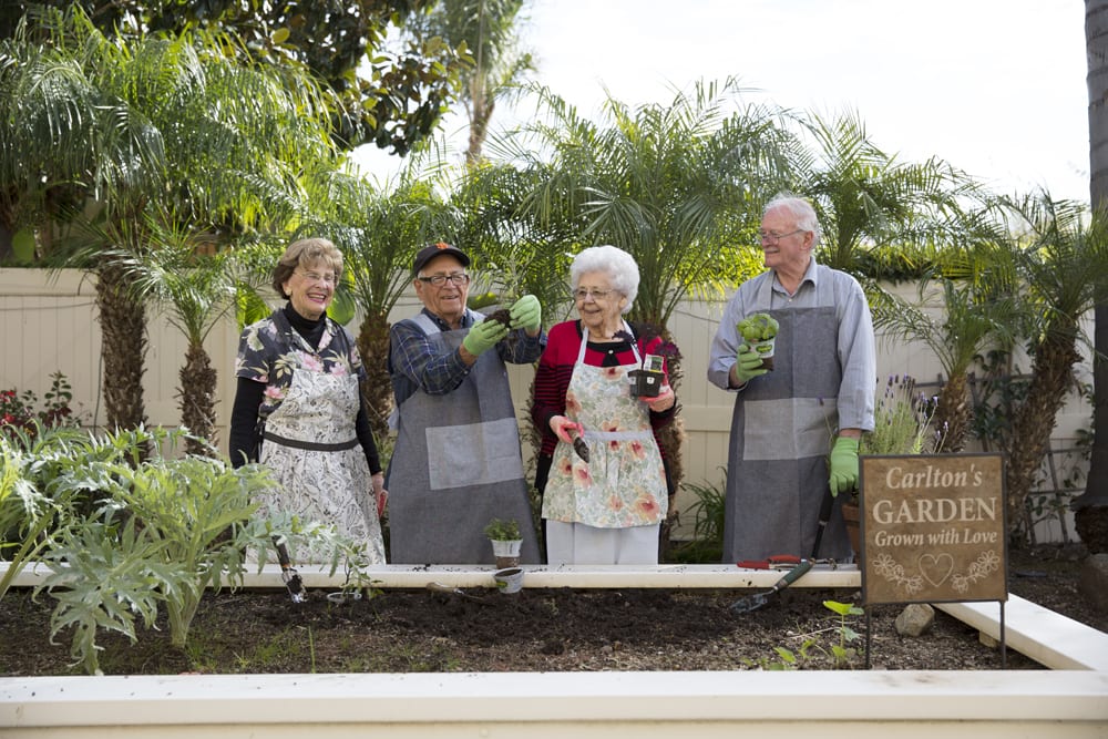 A group of seniors enjoying gardening together outdoors, showcasing their plants.
