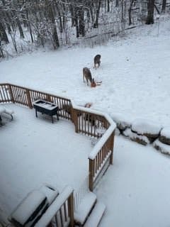 Two deer grazing in a snow-covered backyard.