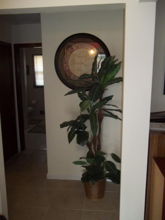 A decorative indoor plant placed in a hallway with wall art.