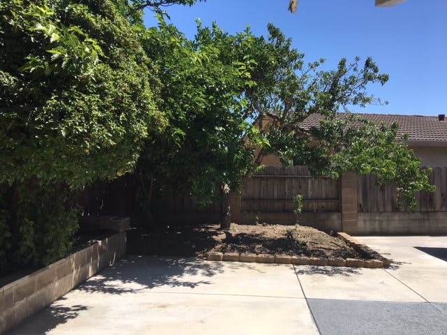 A sunny backyard with trees providing shade next to a wooden fence.