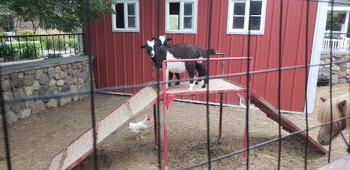 A goat plays on a platform while a chicken wanders nearby in a farmyard setting.