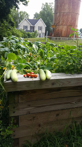 Freshly harvested cucumbers and tomatoes from the garden.