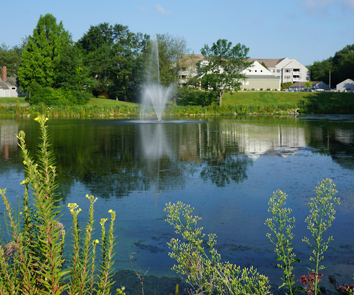 A serene pond with a fountain surrounded by lush greenery and blue skies.