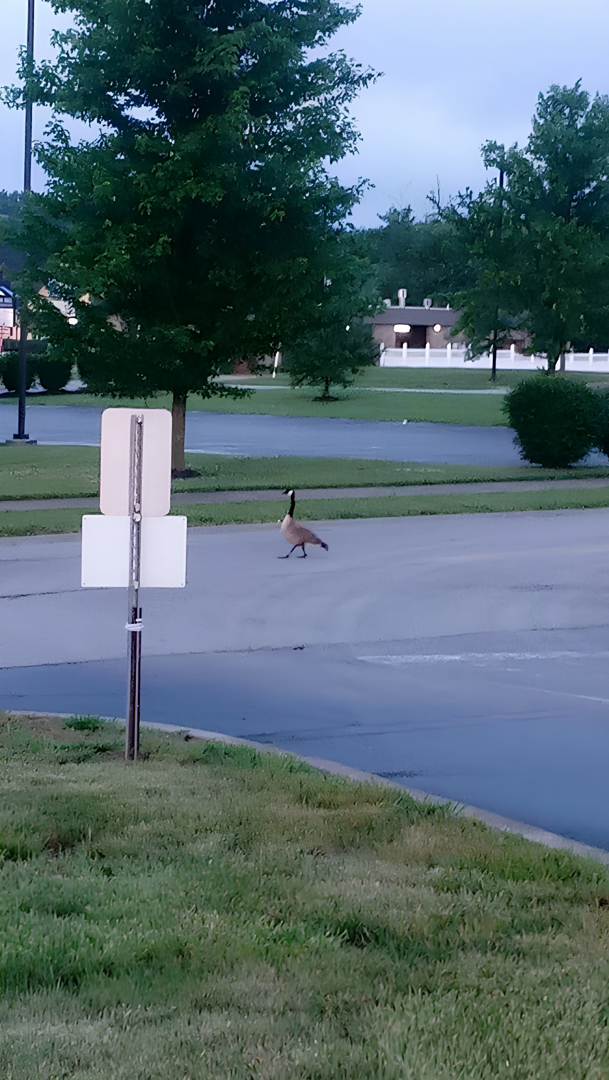 A lone goose walks across an empty parking lot.