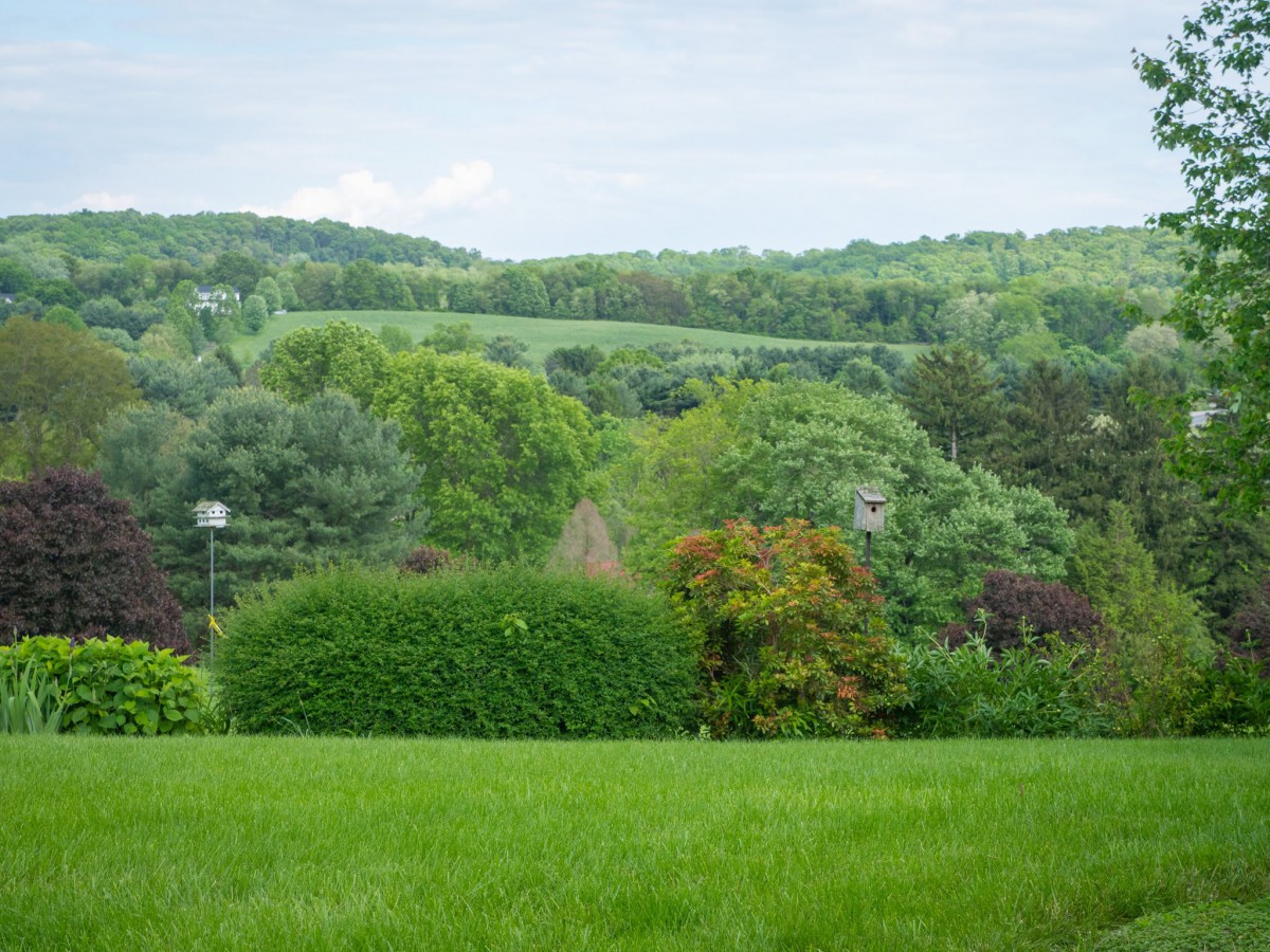 A serene countryside landscape with lush green grass and dense trees.