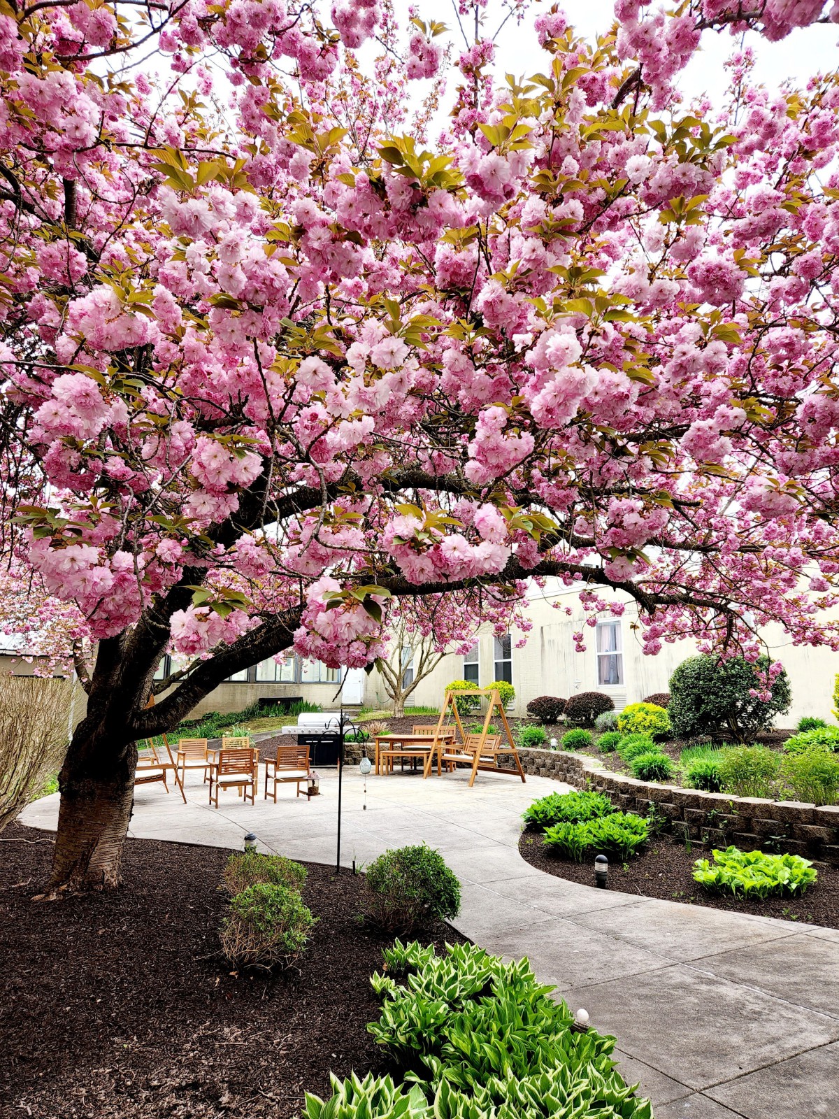 A serene garden featuring a cherry blossom tree in full bloom, accompanied by neatly arranged seating and lush greenery.