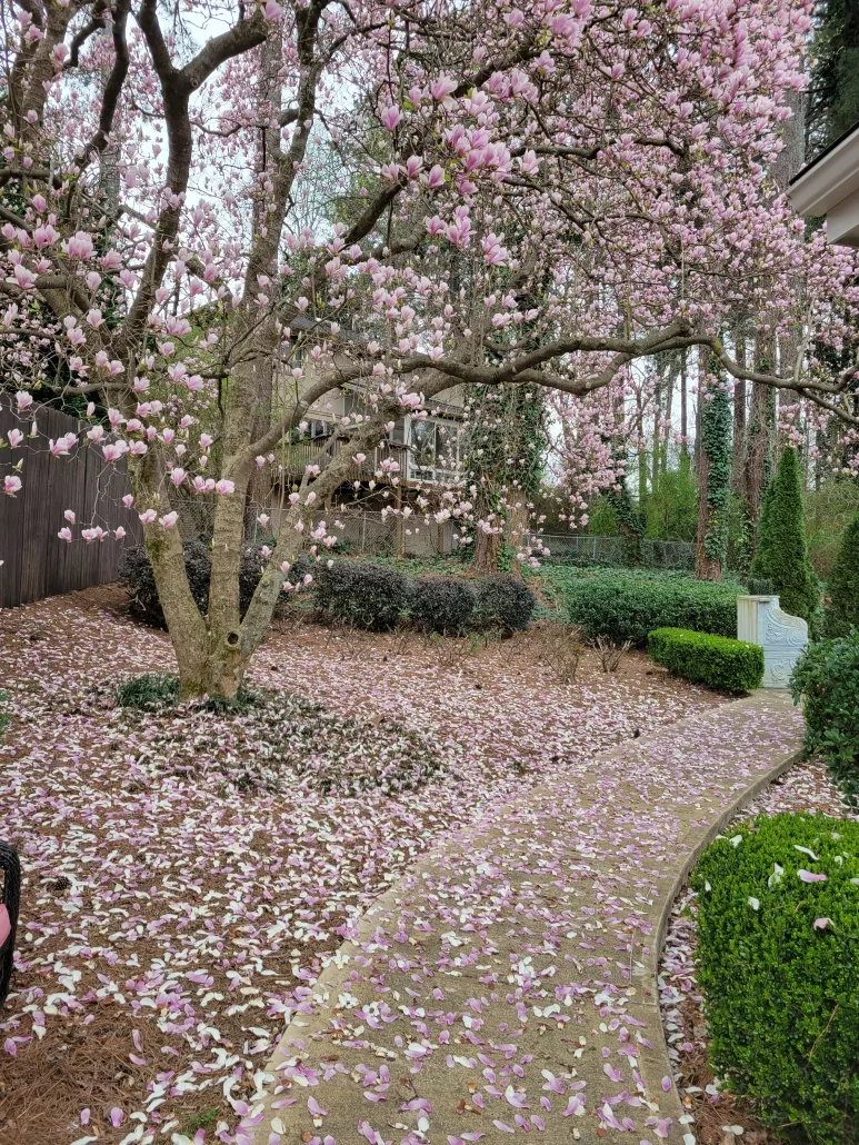 Safe Haven at Lenox Park