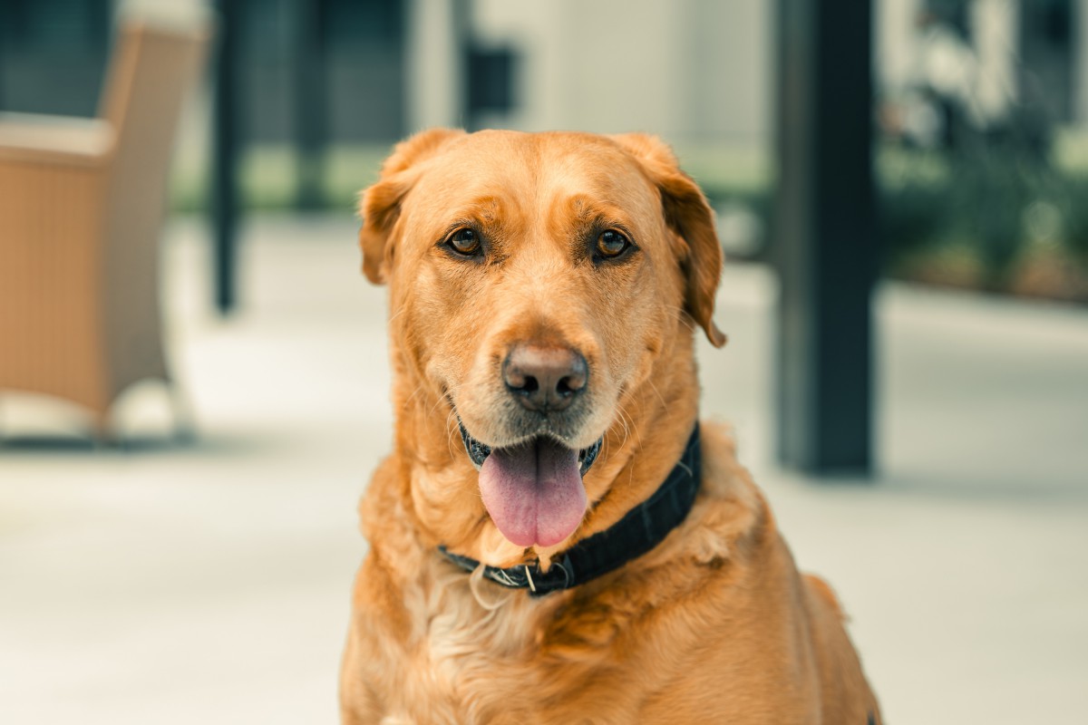 A friendly-looking dog with a golden-brown coat sits outdoors.