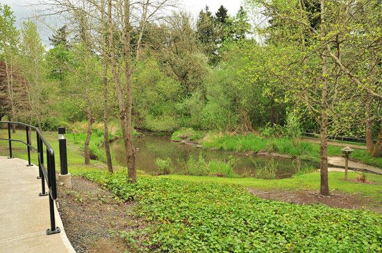 A serene pond surrounded by lush green trees and vegetation.