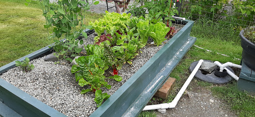 A lush vegetable garden featuring various leafy greens in a raised bed.