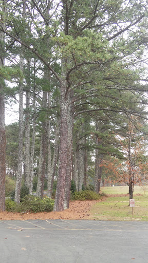A serene pathway lined with tall trees in a peaceful forest setting.