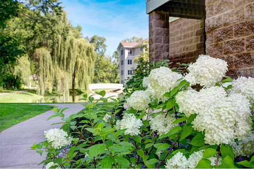 A serene view featuring blooming white hydrangeas alongside a peaceful pathway and nearby greenery.