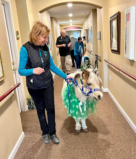 A miniature cow dressed in a colorful costume is being led down a hallway, bringing joy to the people around.