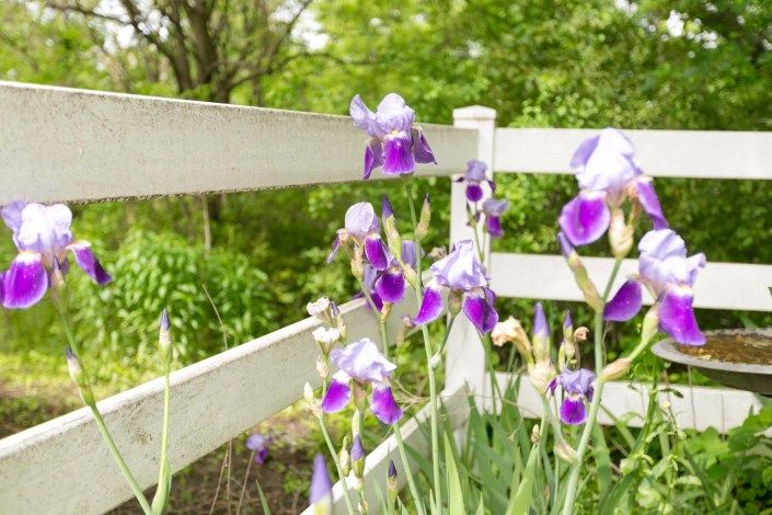 Purple irises bloom along a white fence in a lush garden.