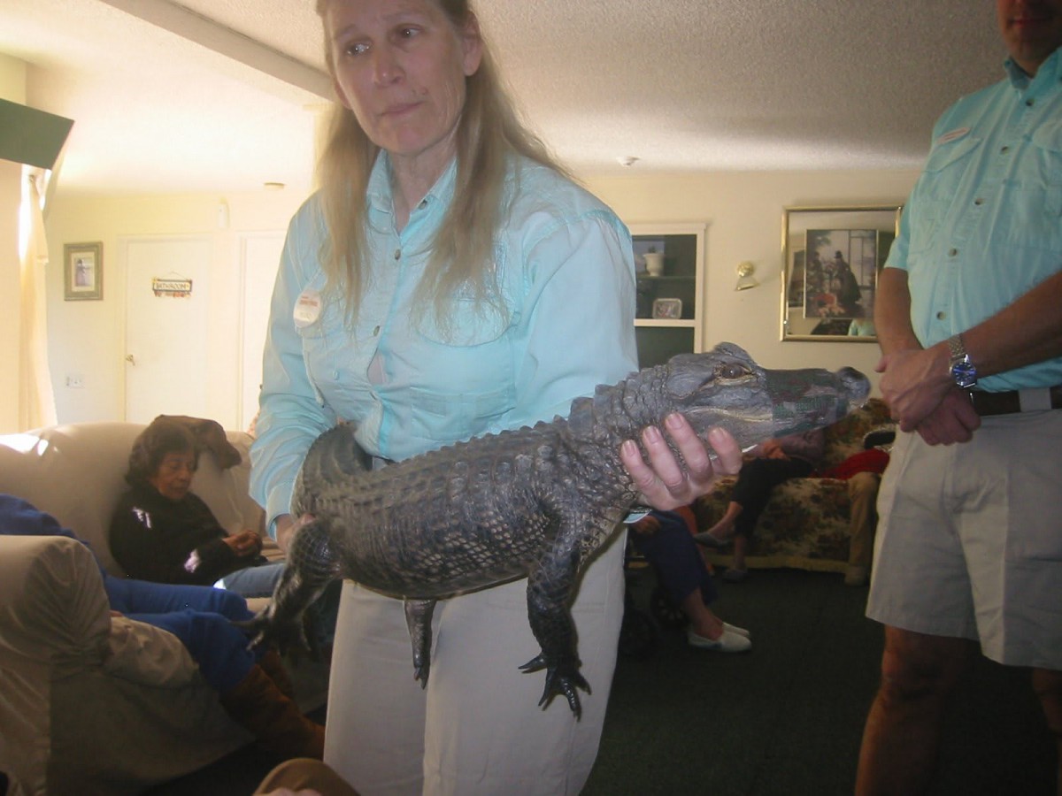 A person indoors holding an alligator.