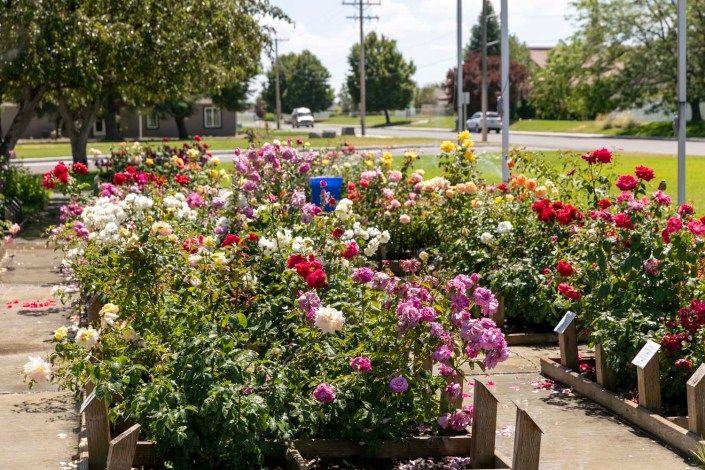A vibrant garden filled with colorful flowers on a sunny day.
