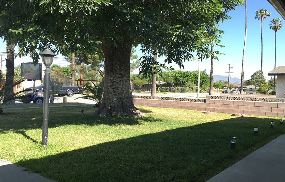 A large tree provides shade on a grassy area beside a road.