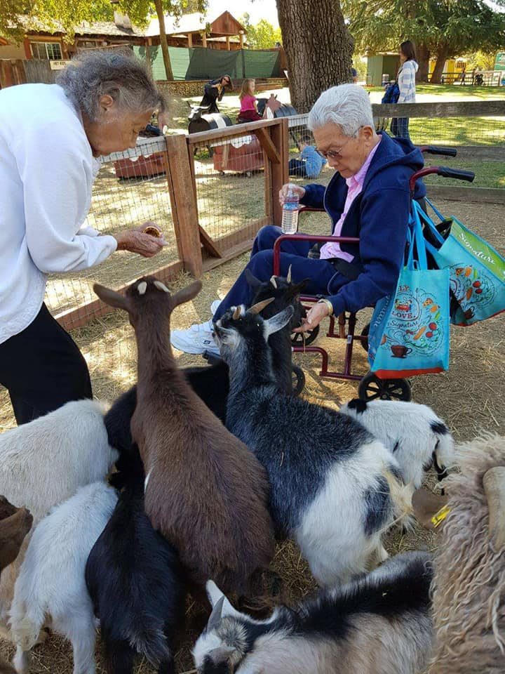 An elderly woman in a wheelchair enjoys feeding goats at an outdoor petting zoo.