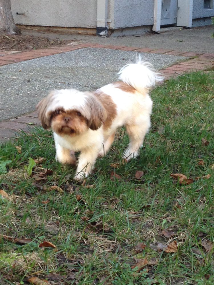 A Shih Tzu dog walking on grass.