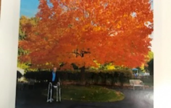 A person using a walker stands on a path beneath a vibrant orange tree in autumn.